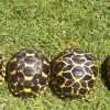 group of Sri Lanken star hatchlings.jpg